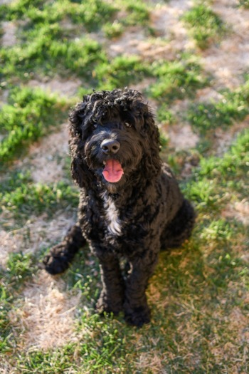 Portuguese Water Dog Puppies For Sale - Lone Star Pups